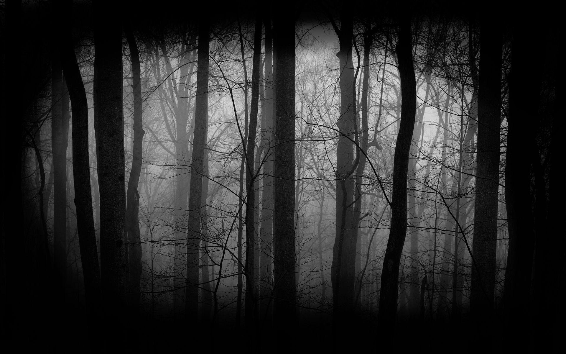 Background Dark Creepy Forest. dark forest background 344 dark