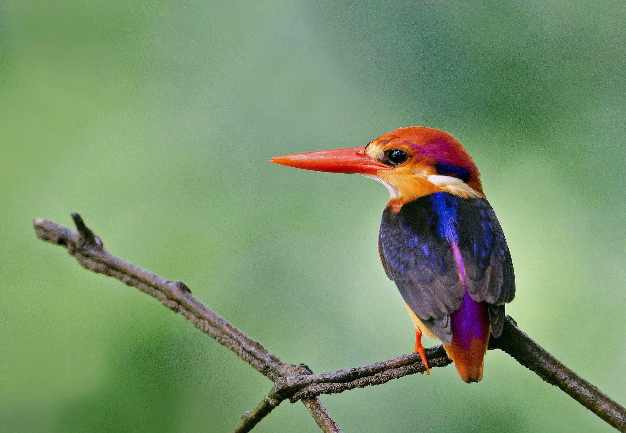 oriental dwarf kingfisher. Flora & Fauna. Kingfisher