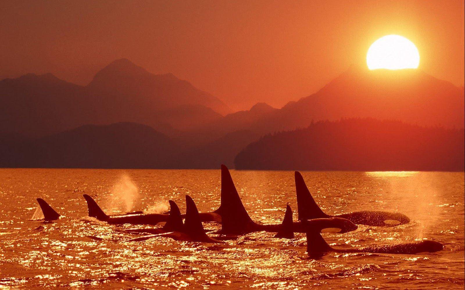 Orca Wallpaper HD Suche. Sunset And Sunrise