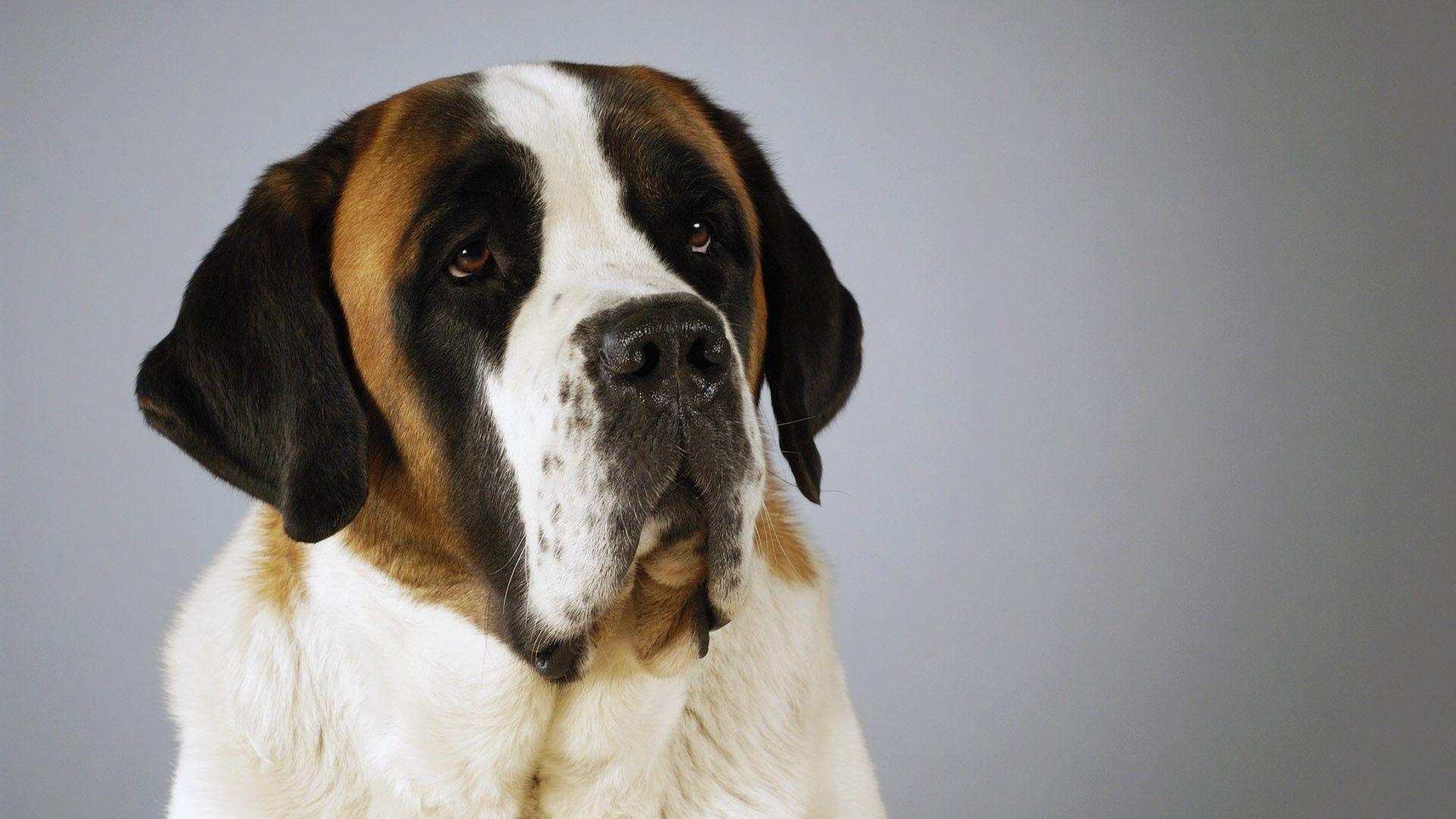 Download Wallpaper 1920x1080 st bernard, dog, muzzle, old, beautiful