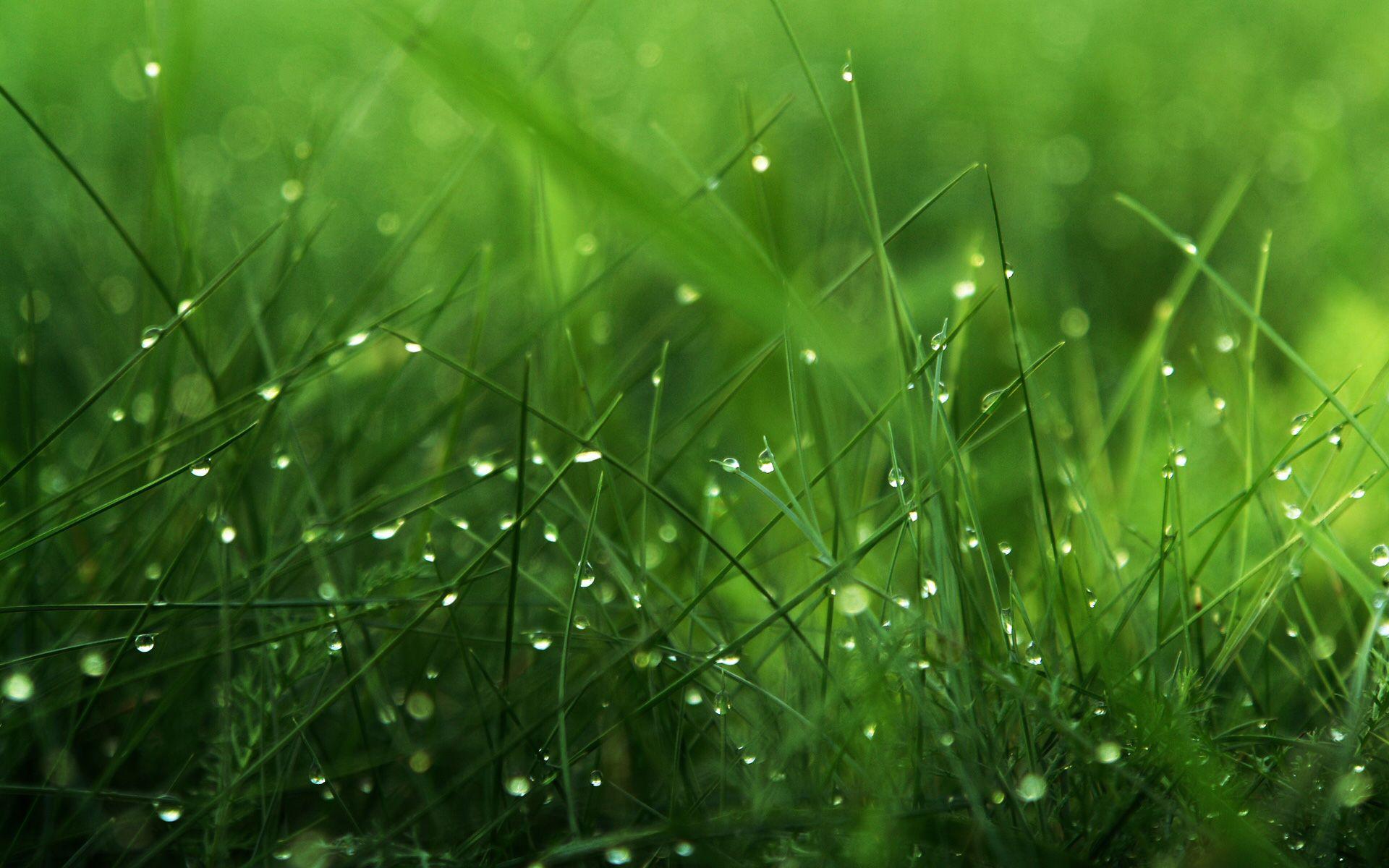 Widescreen Lovely Green Grass Nature HD Picture On High Resolution