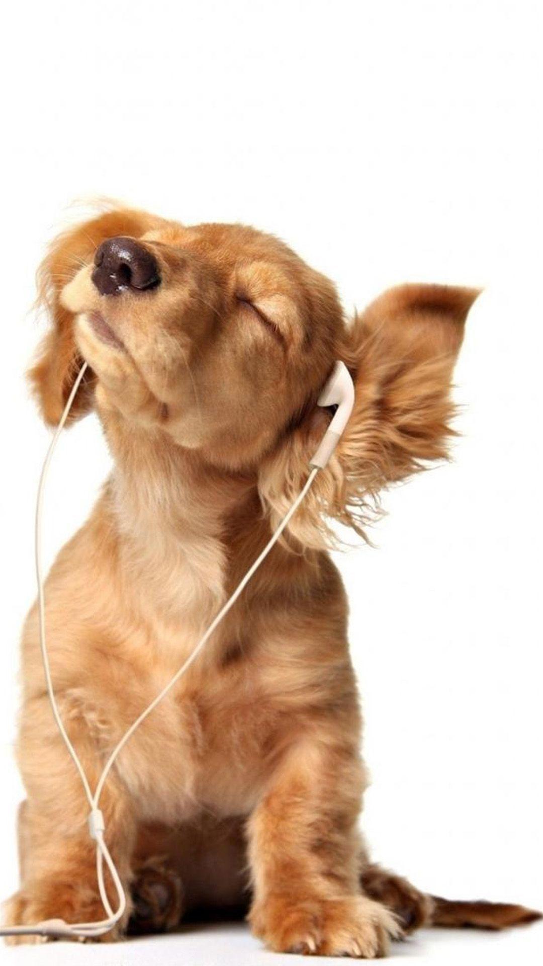 Intoxicated Listen To Music Cute Puppy IPhone 6 Wallpaper Download. IPhone Wallpaper, IPad Wallpaper One Stop Download. Puppies, Pets, Cute Animals