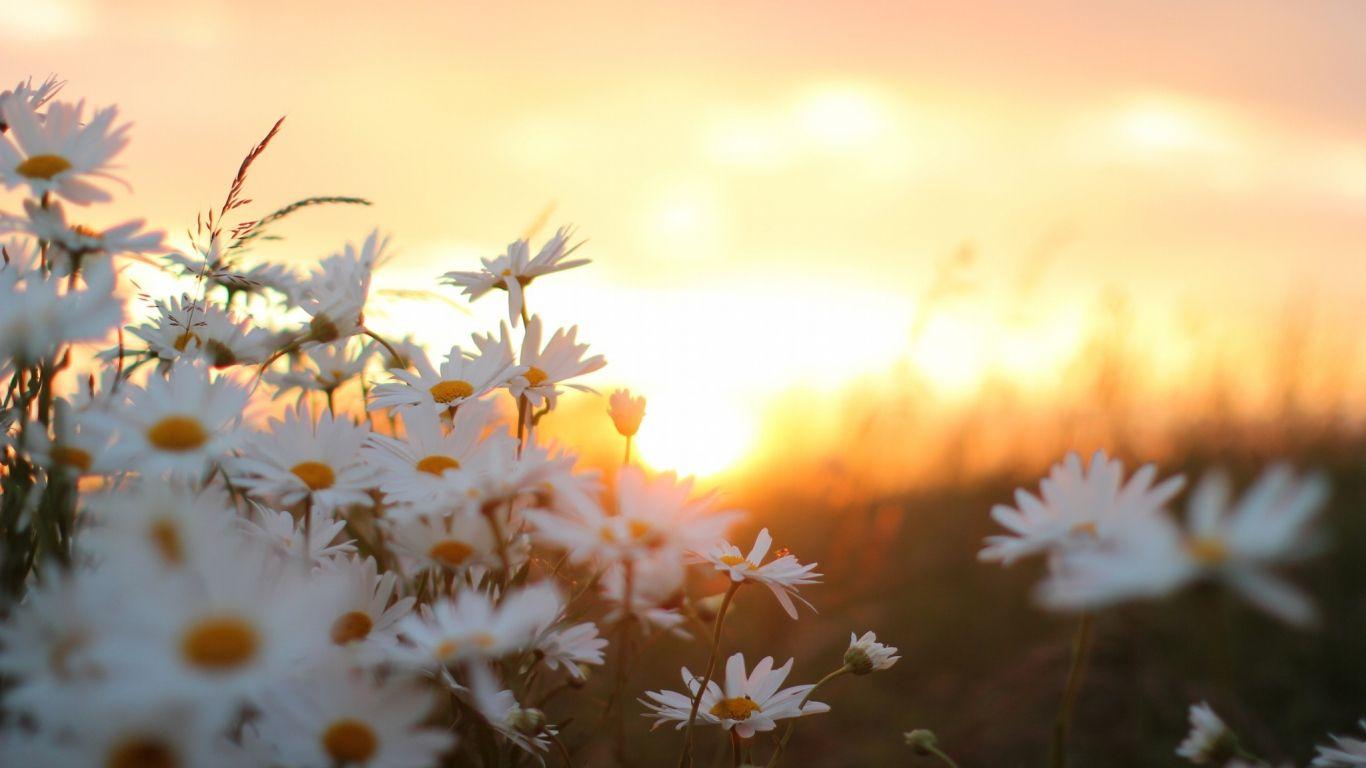 Morning Daisy Flowers HD Image