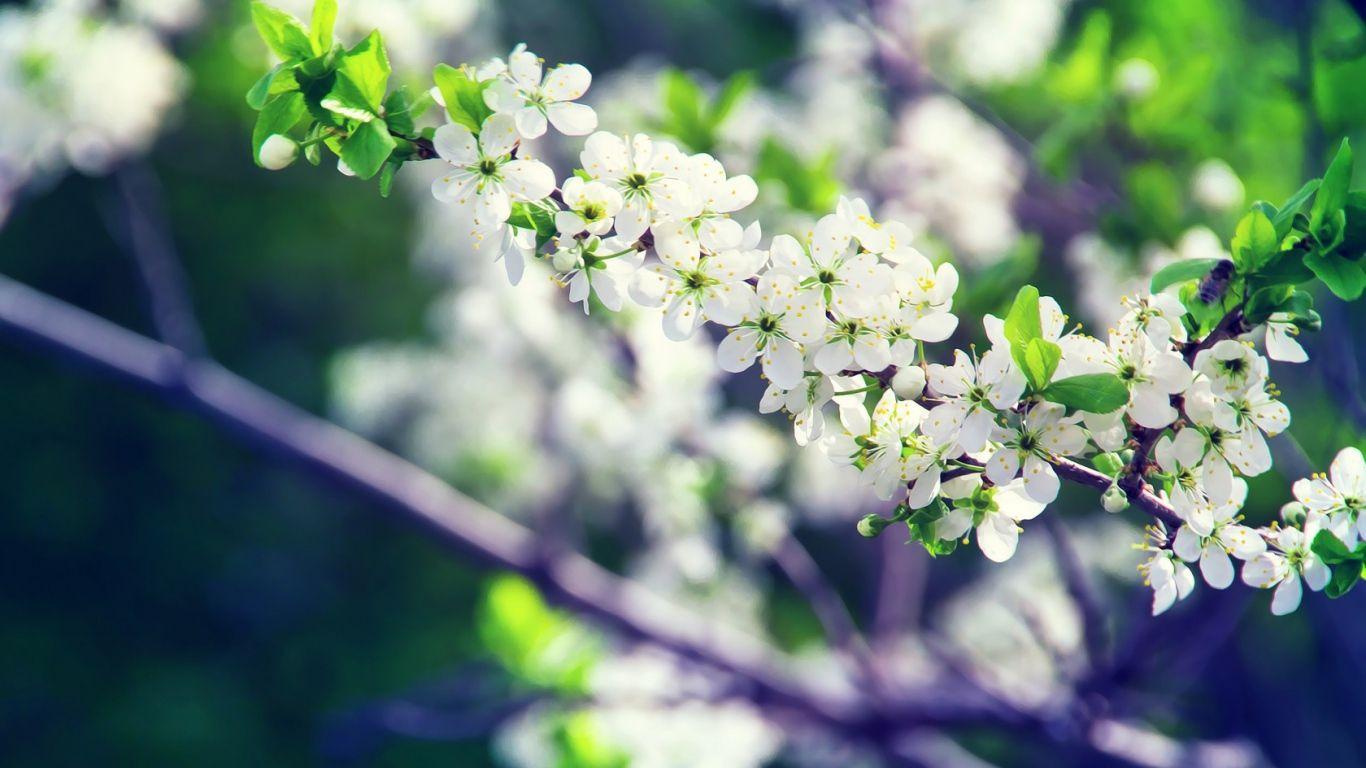 Download HD Spring White Flowers Wallpaper
