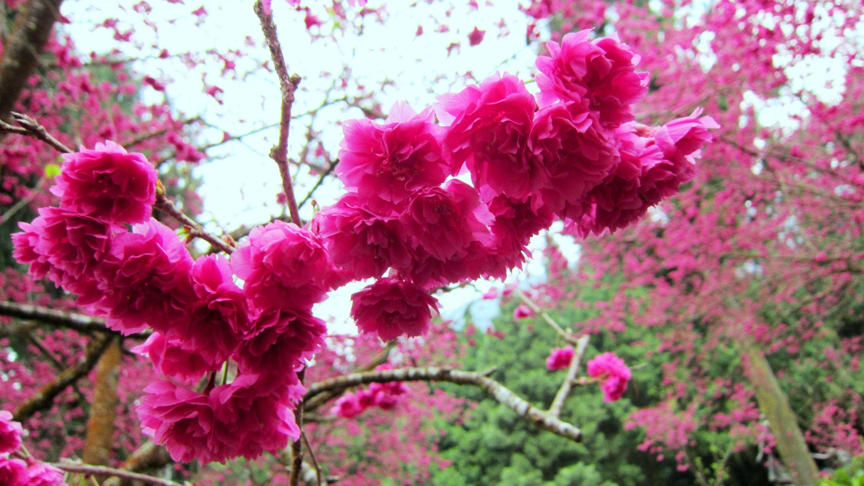 Blooming Sakura Thespiritedone Beautiful Gorgeous Flower Wallpaper