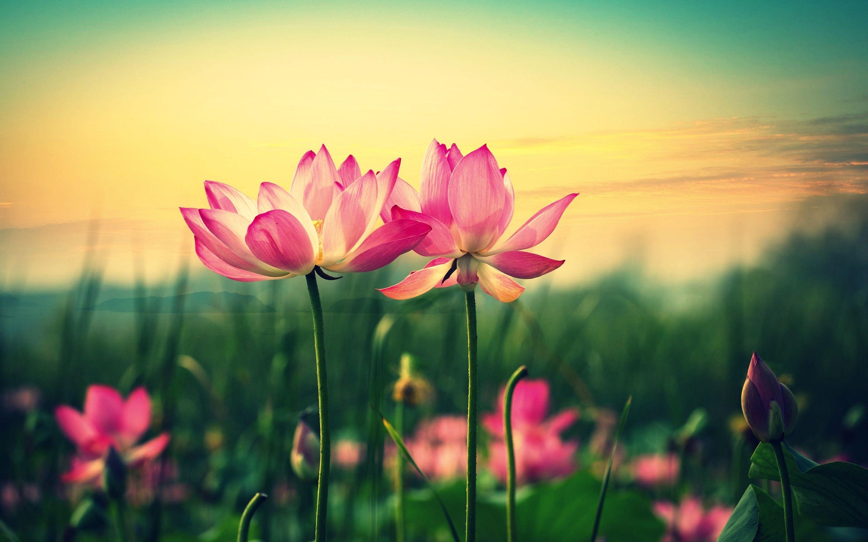 Background Cool Desktop With Beautiful Pink Lotus Flower HD On