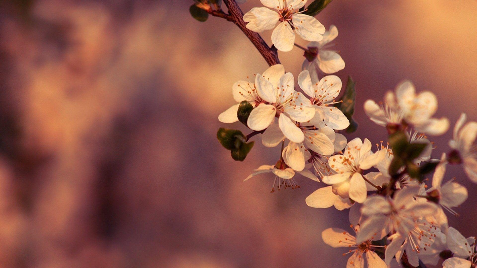  Laptop  Flower  Wallpapers  Wallpaper  Cave