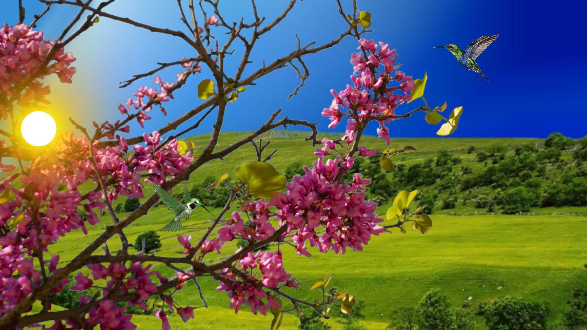 Flower Hummingbird Tree Flowers Day Sunny Spring HD Wallpaper