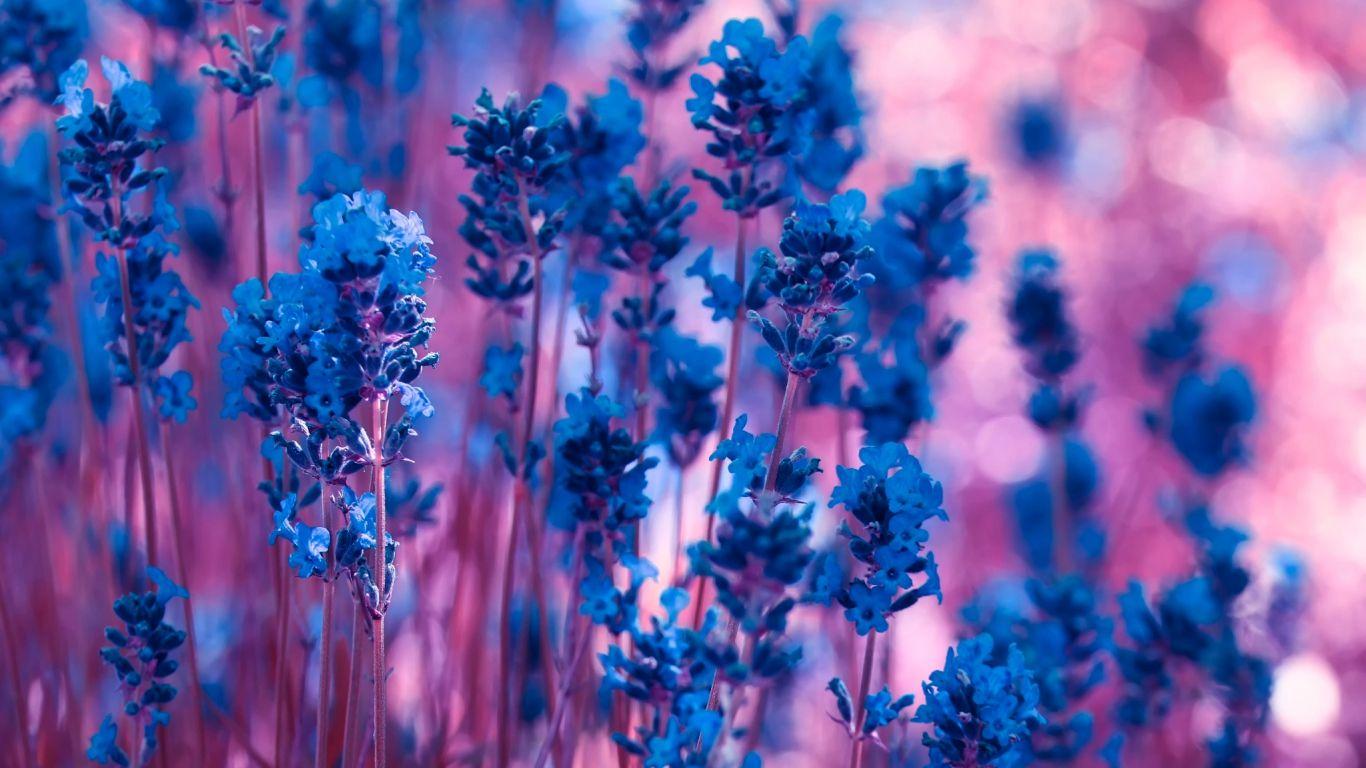 Download Violet Lavender Flowers Wallpaper
