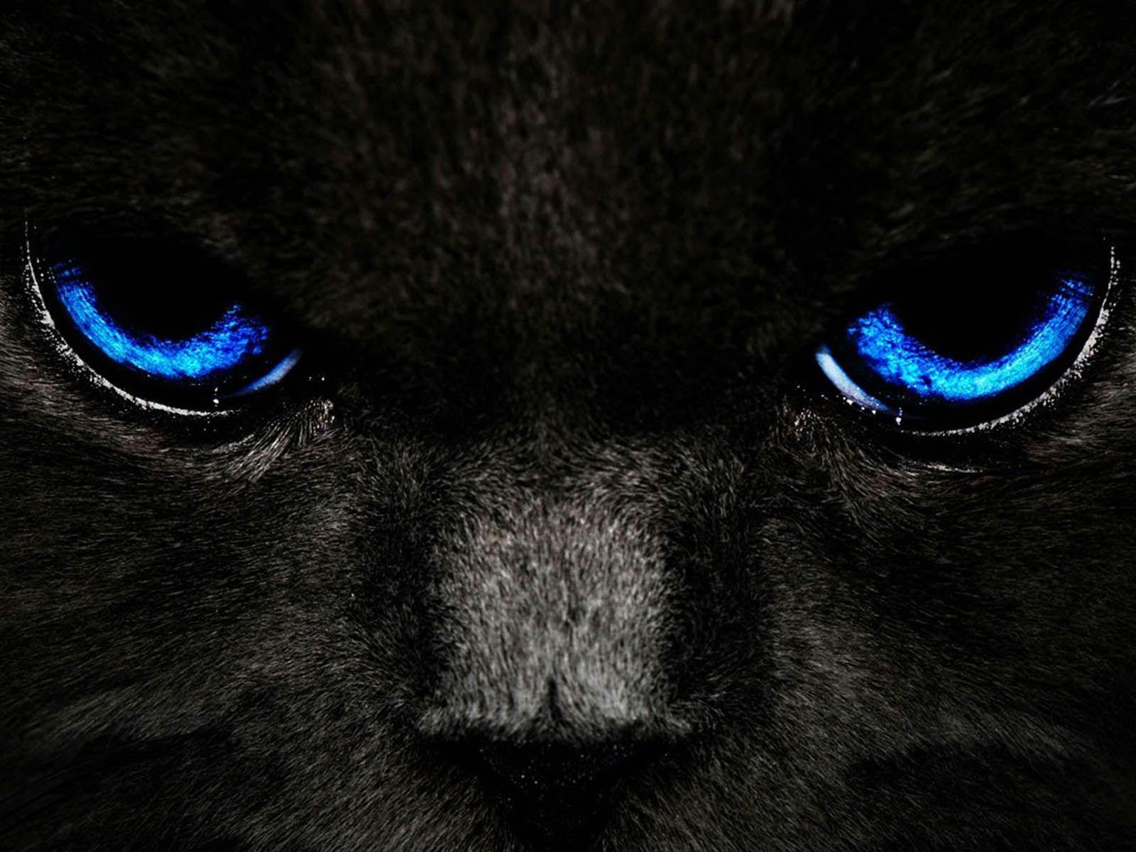 Black Cat with Blue Eyes. BLACK CATS. Black cats, Blue