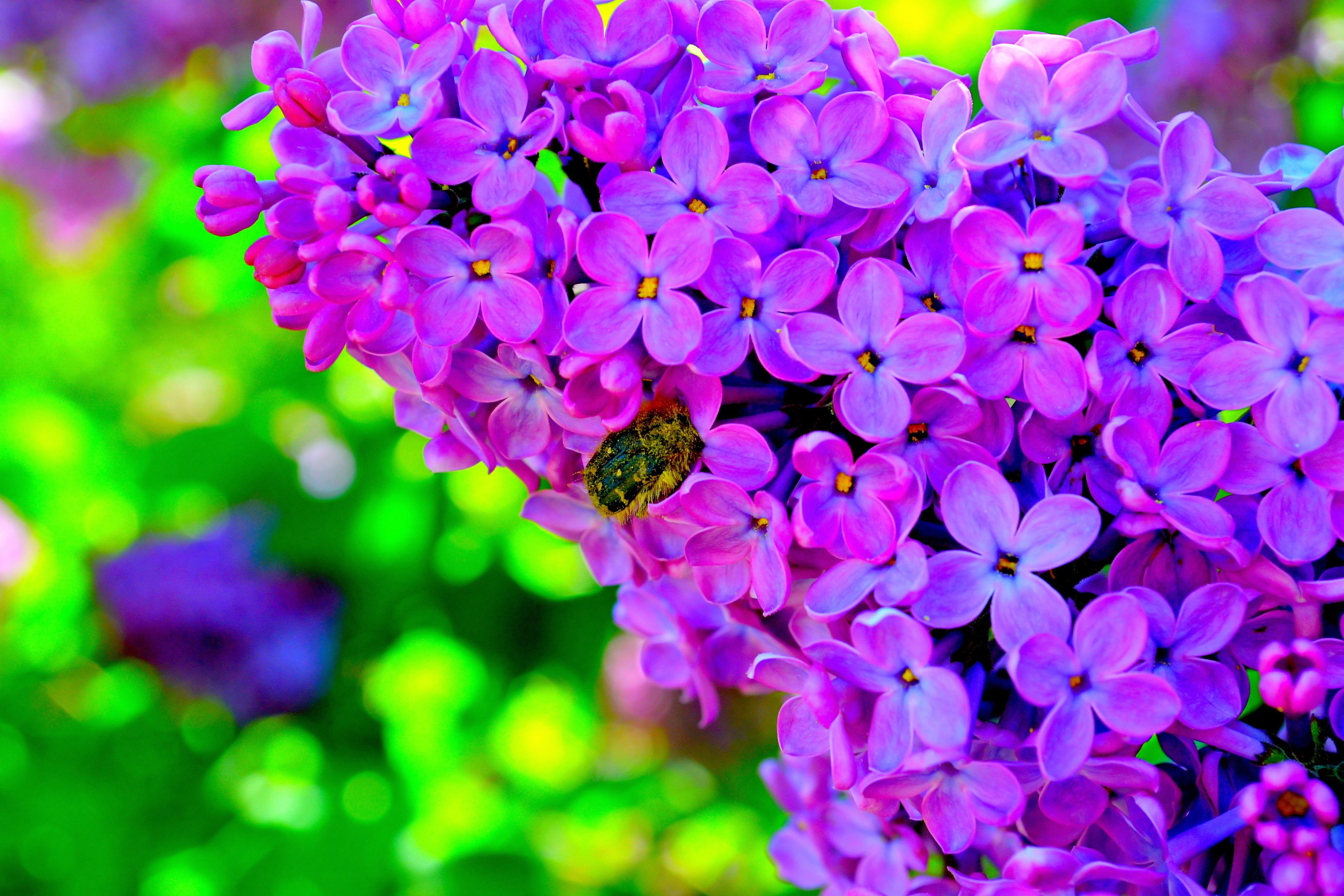 Flowers: Lovely Purple Flowers Spring Flower Green Lilac Nature