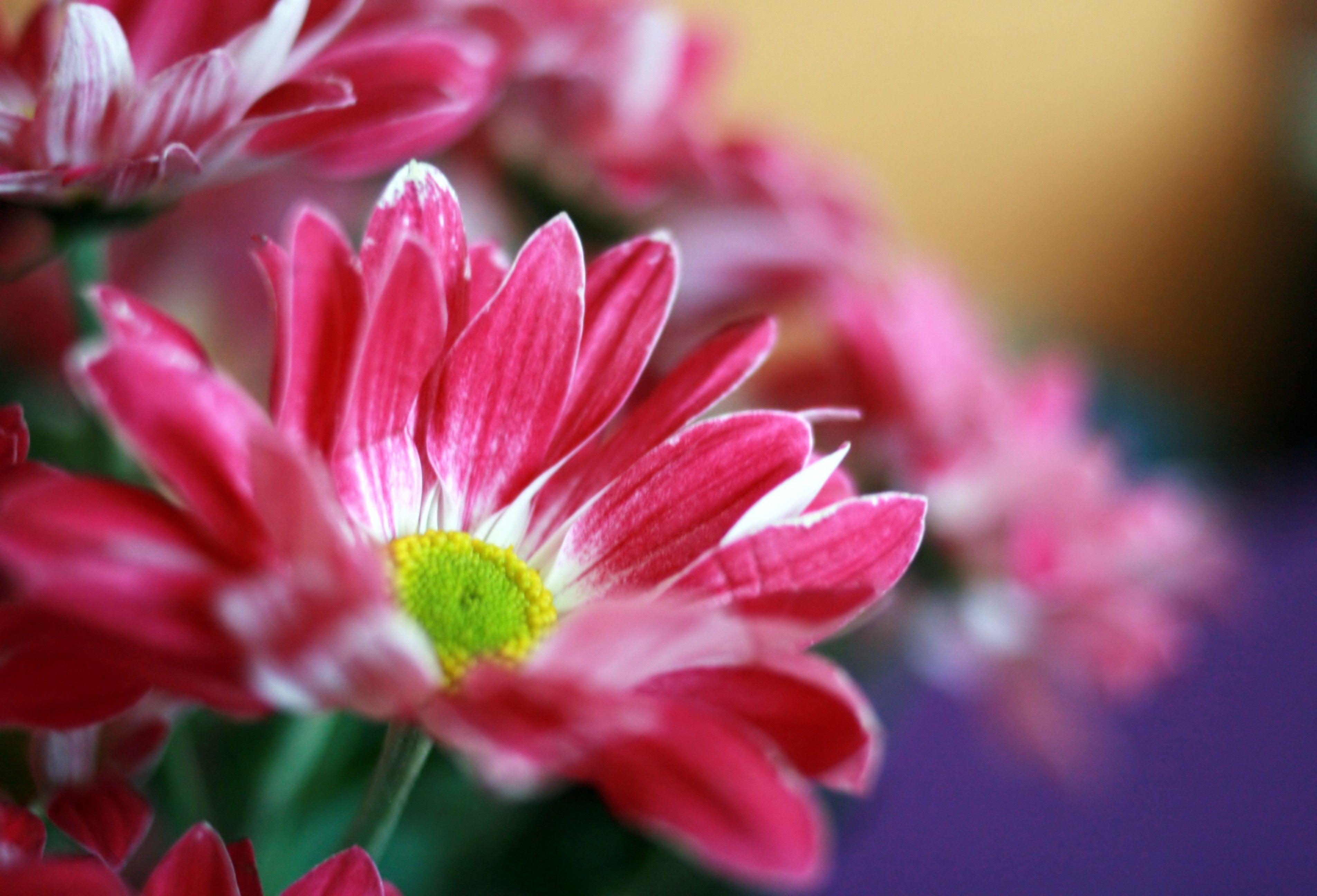 Flowers: Pink Daisy Nature Spring Flowers Red Beautiful Flower