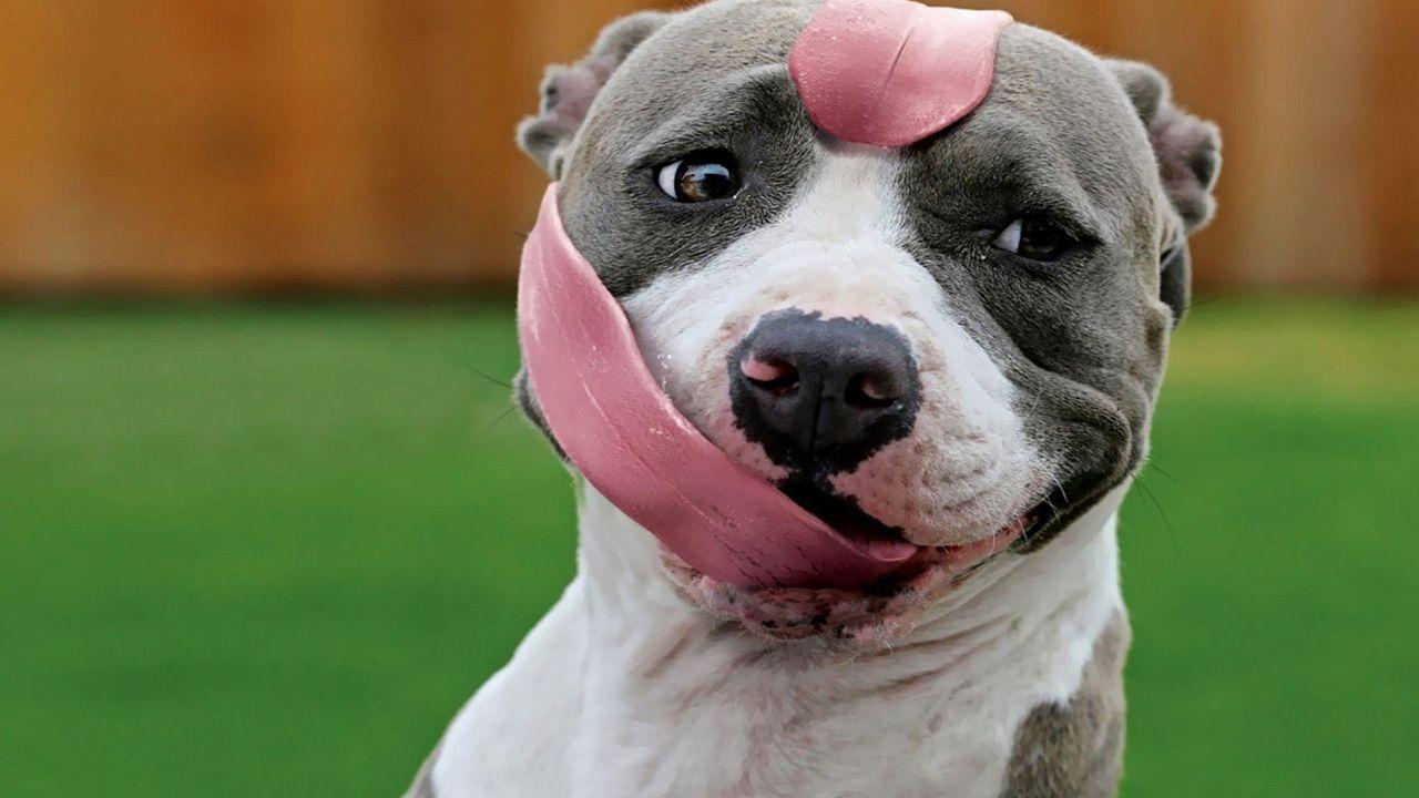 Pitbull dog funny animal nature Wallpaper HD