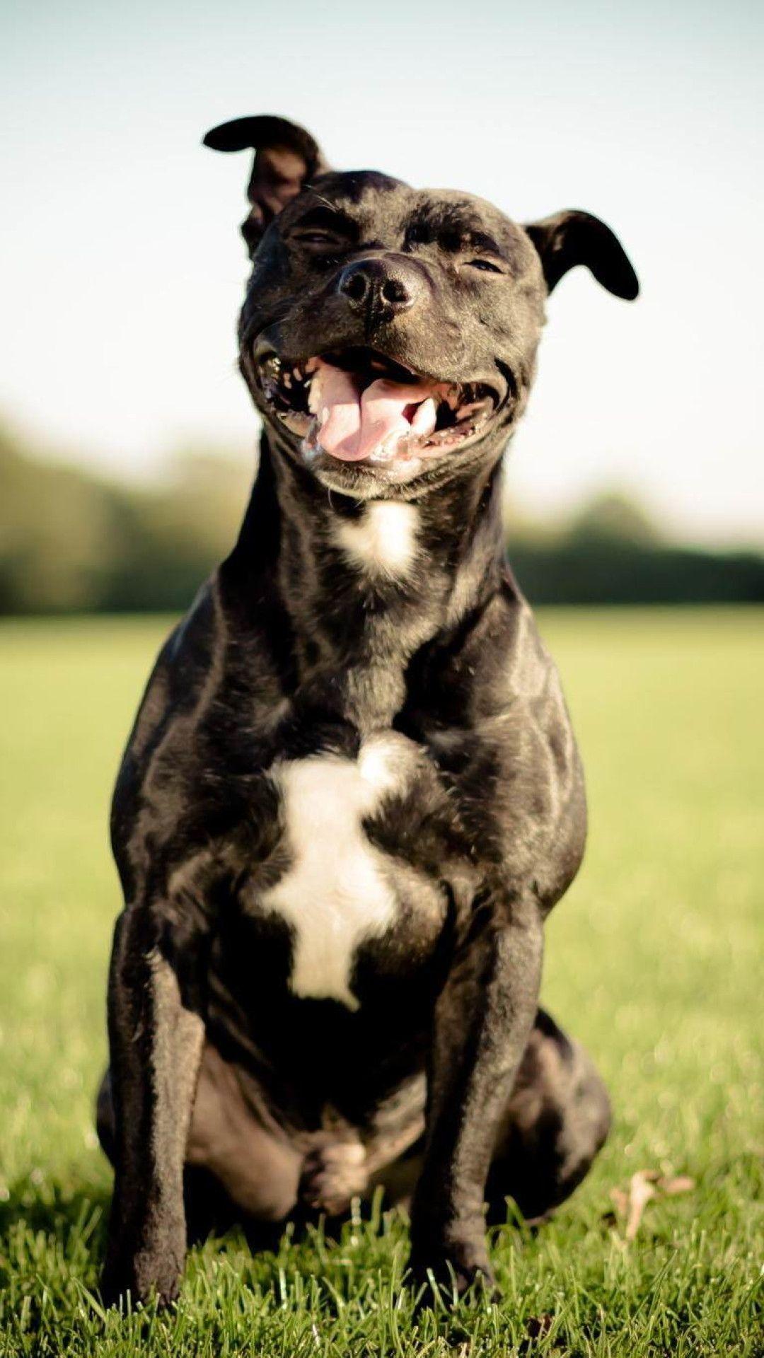 Pit Bull Terrier Wallpaper iPhone 6 Plus Resolution HD Pub