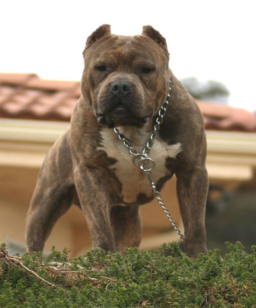 Top HD Pitbull Terrier Wallpaper. Animals HD.25 KB