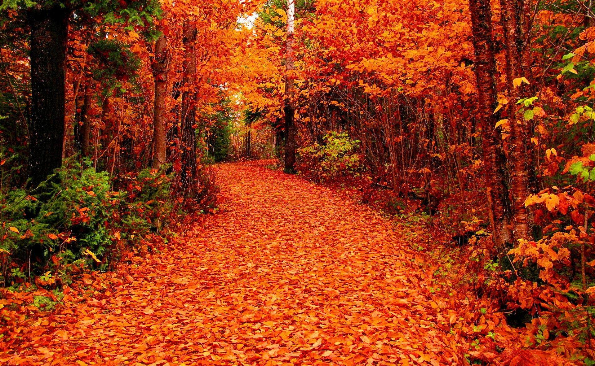 Falling Nature Forest Season Foliage Walk Beautiful Lovely Autumn