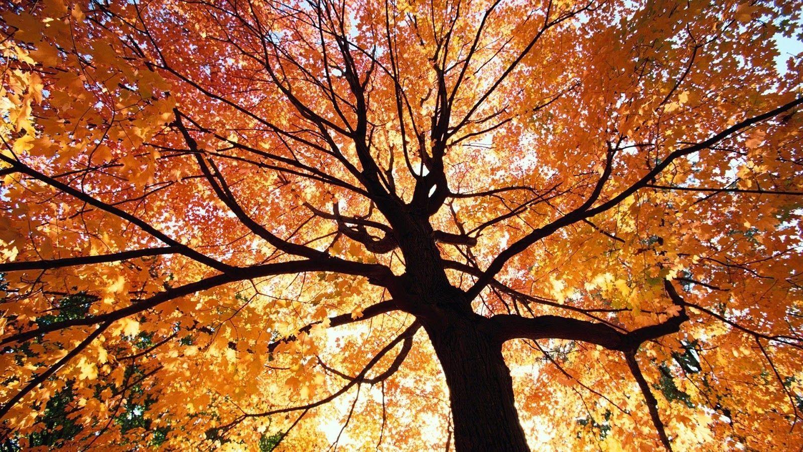 Beautiful Autumn Trees Wallpaper