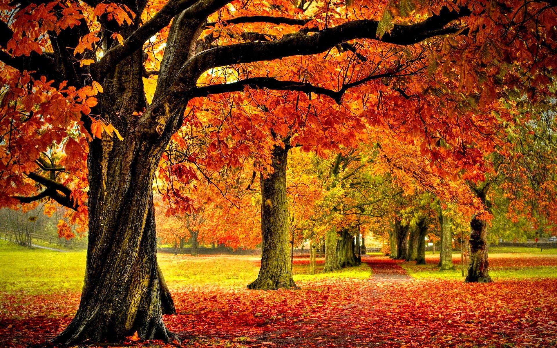 Misc: Nature Serenity Park Beautiful Walk Foliage Fall Colors Autumn