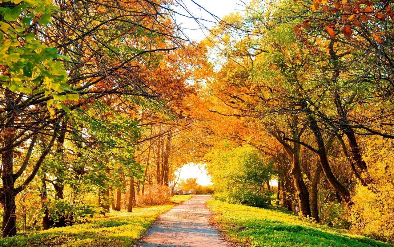 Beautiful Autumn Trees & Path wallpaper. Beautiful Autumn