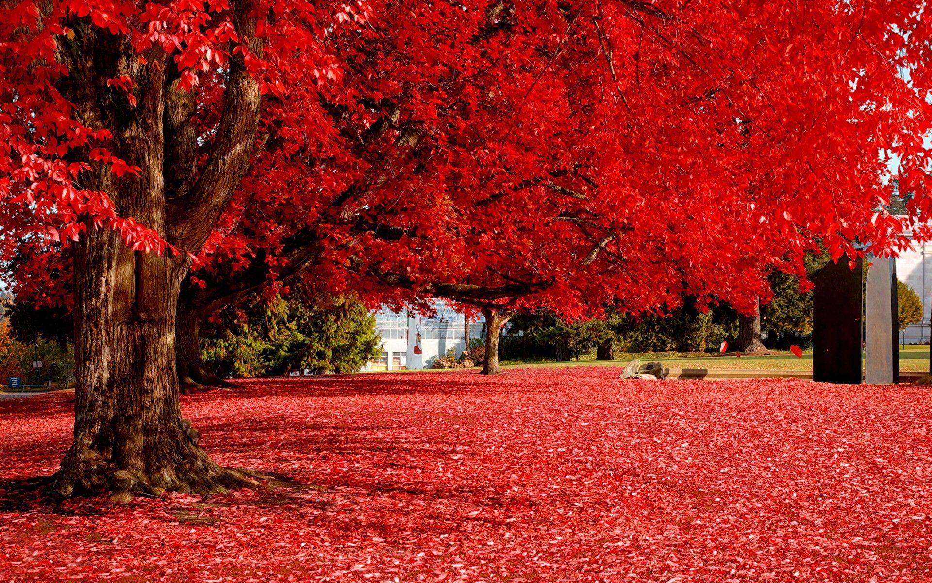 Red Tree HD Wallpaper