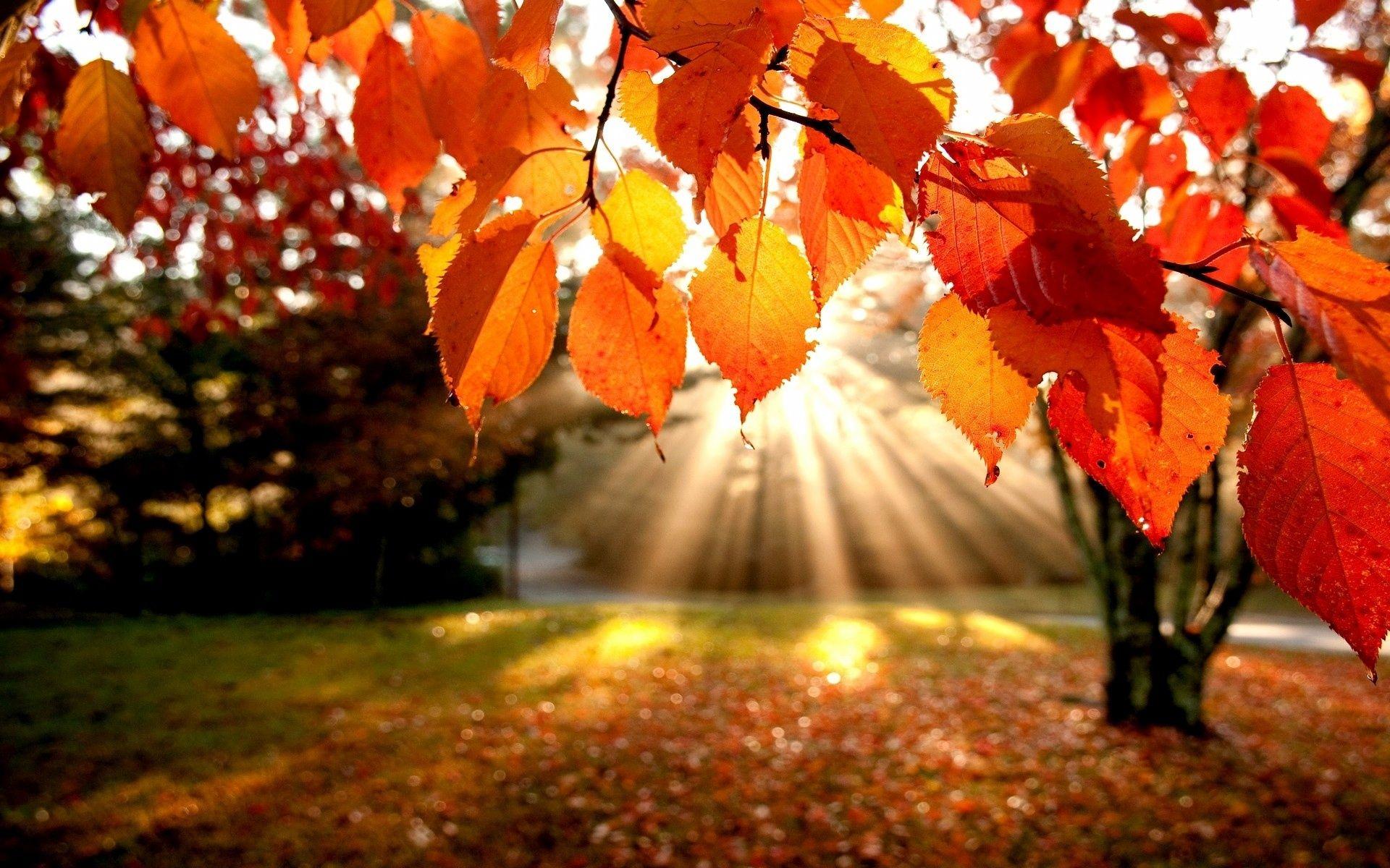 Autumn Tree Desktop Wallpaper