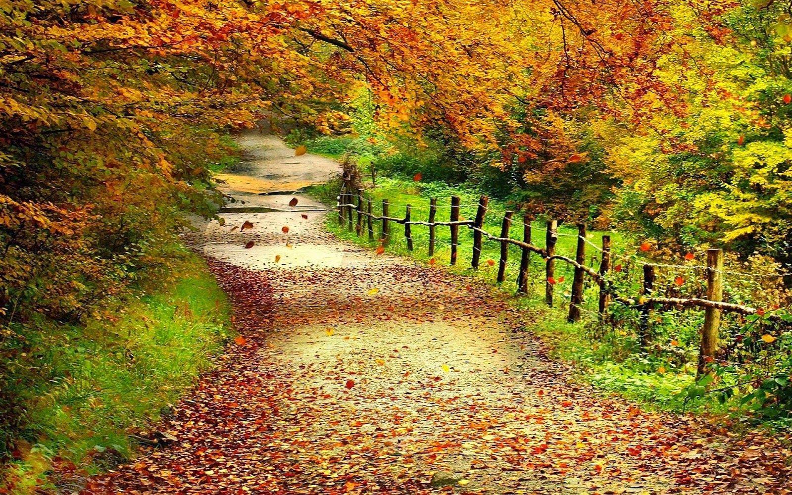 Beautiful Autumn Trees Wallpaper