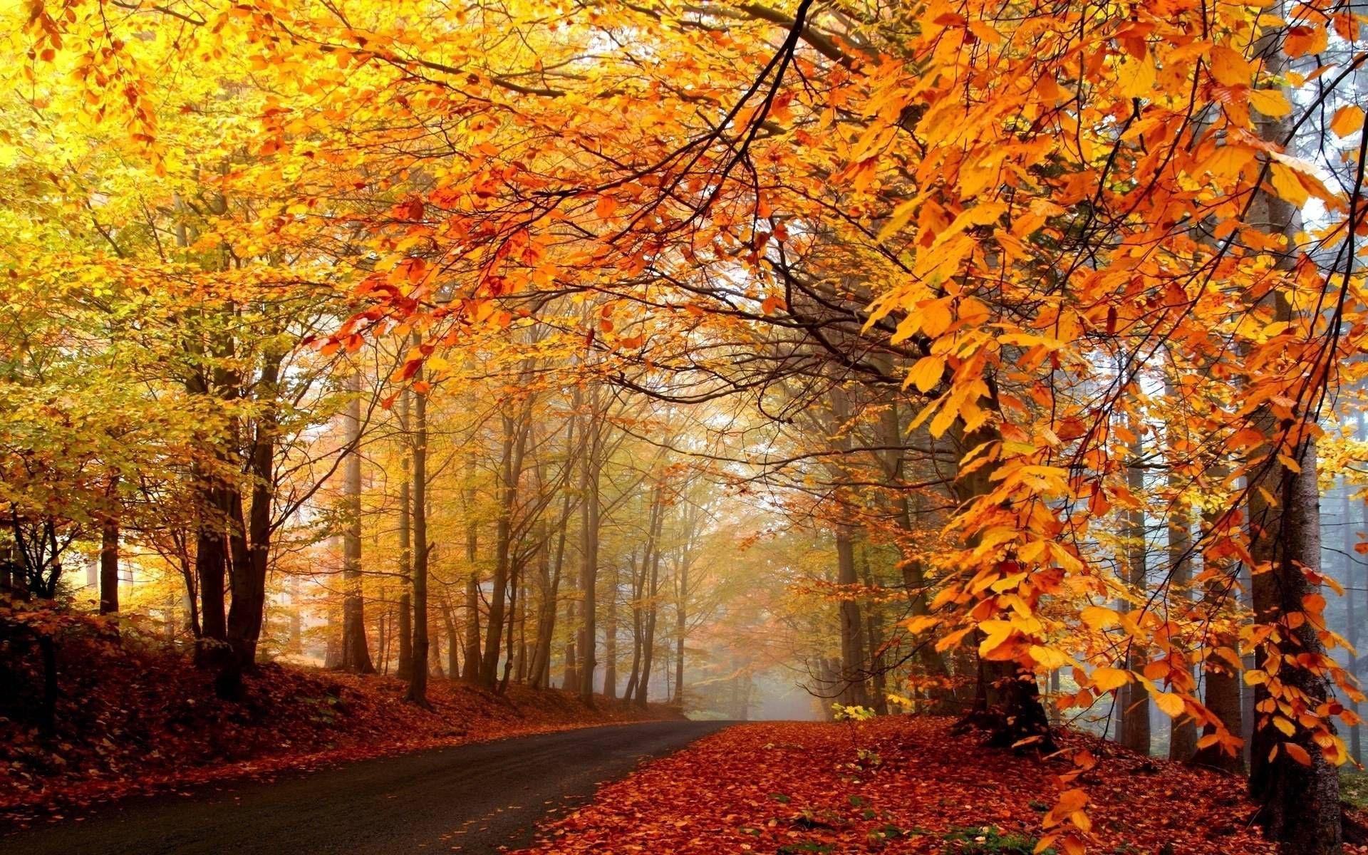 Wallpaper For > Fall Trees Background. Nature Beautiful