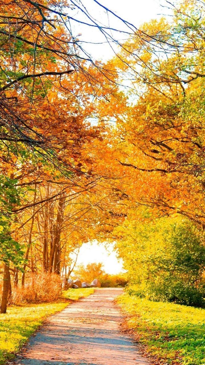Beautiful Autumn Trees & Path Galaxy s3 wallpaper