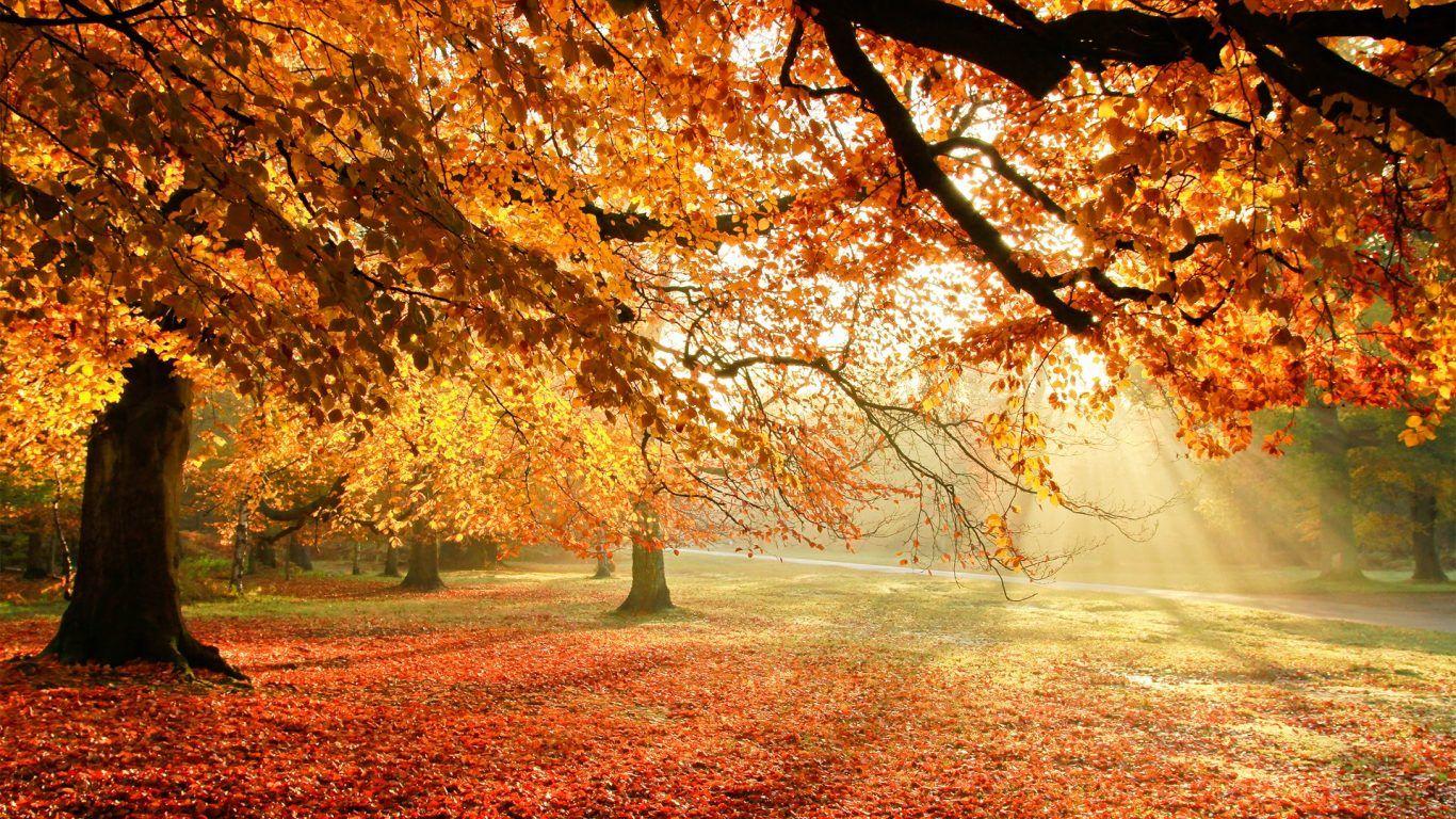 Forests: Beautiful Autumn Day Polya Doroga Osen Oboiplaza Forest