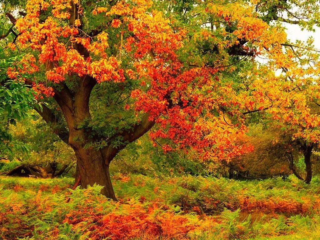 Autumns Tag wallpaper: Autumn Gold Maple Moluntain Ash Fall Yellow