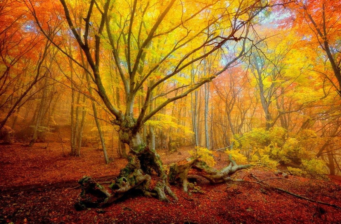 Forests: Foliage Beautiful Autumn Trees Woods Forest Leaves Colors