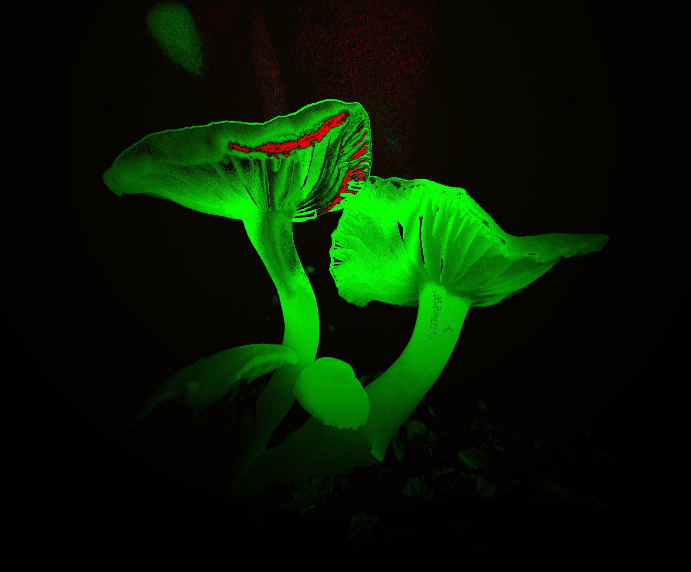 Bright neon green mushroom wallpaper. Background