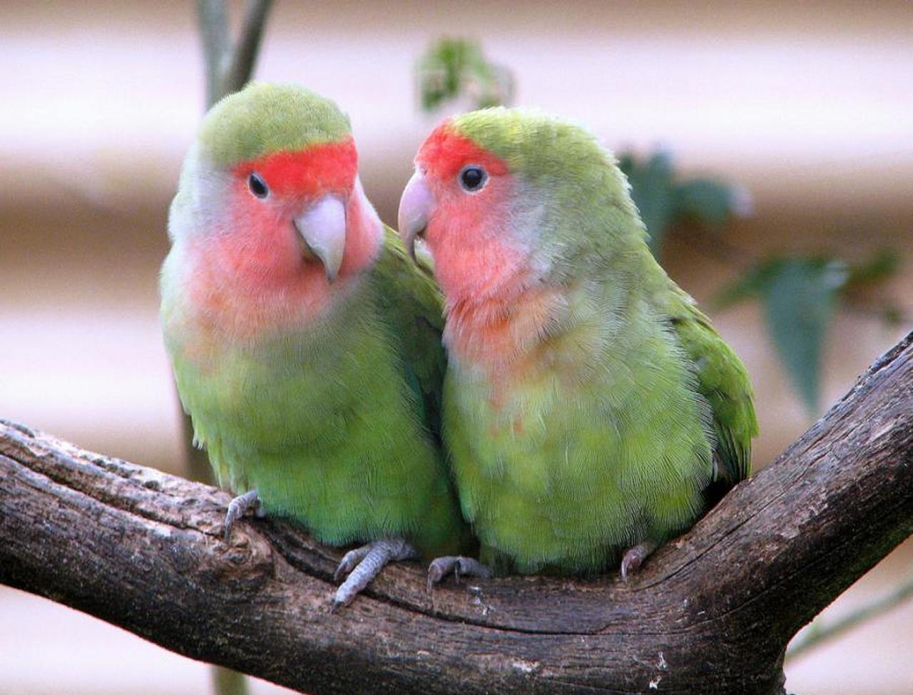 Cute Love Birds Wallpaper