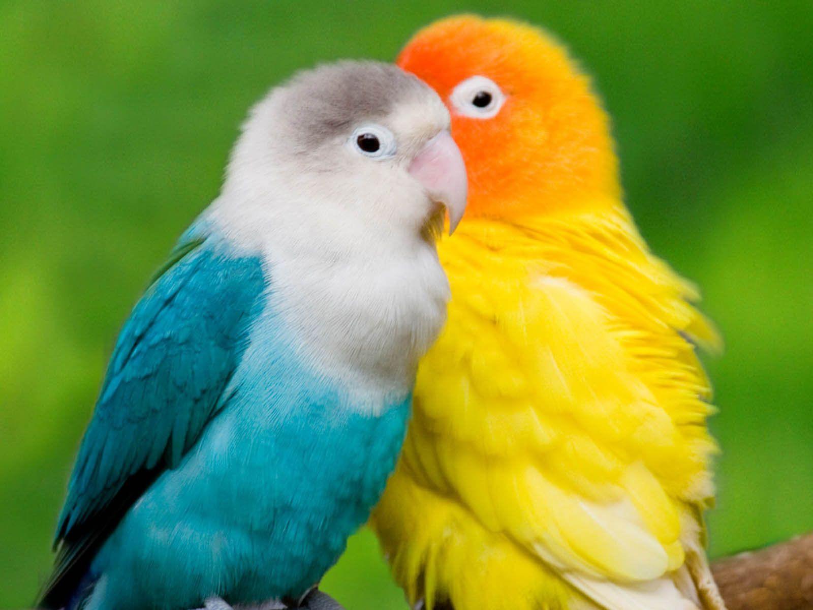 Desktop Wallpaper: Colourful Parrots Desktop Wallpaper