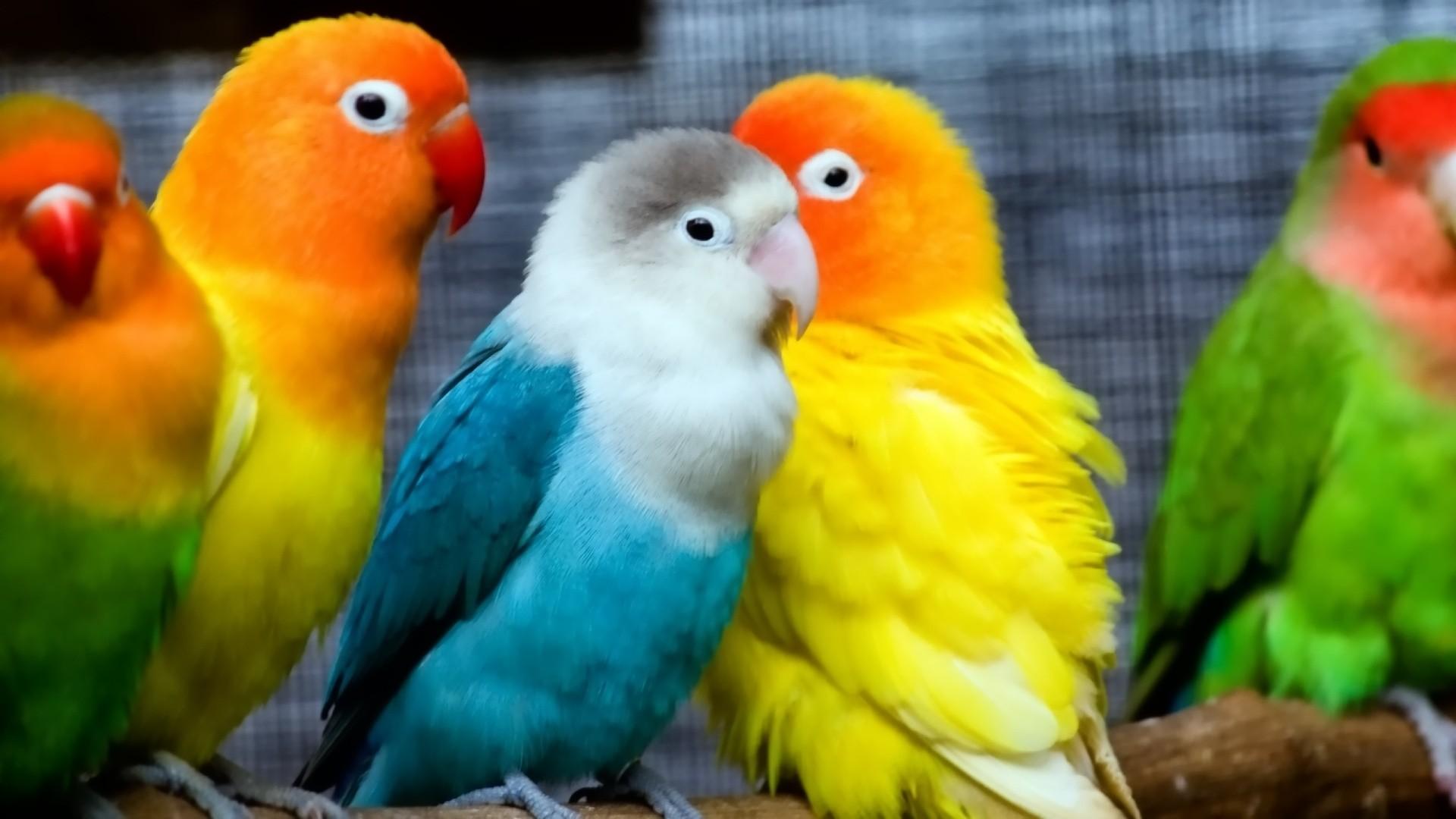 Cute love birds wallpaper
