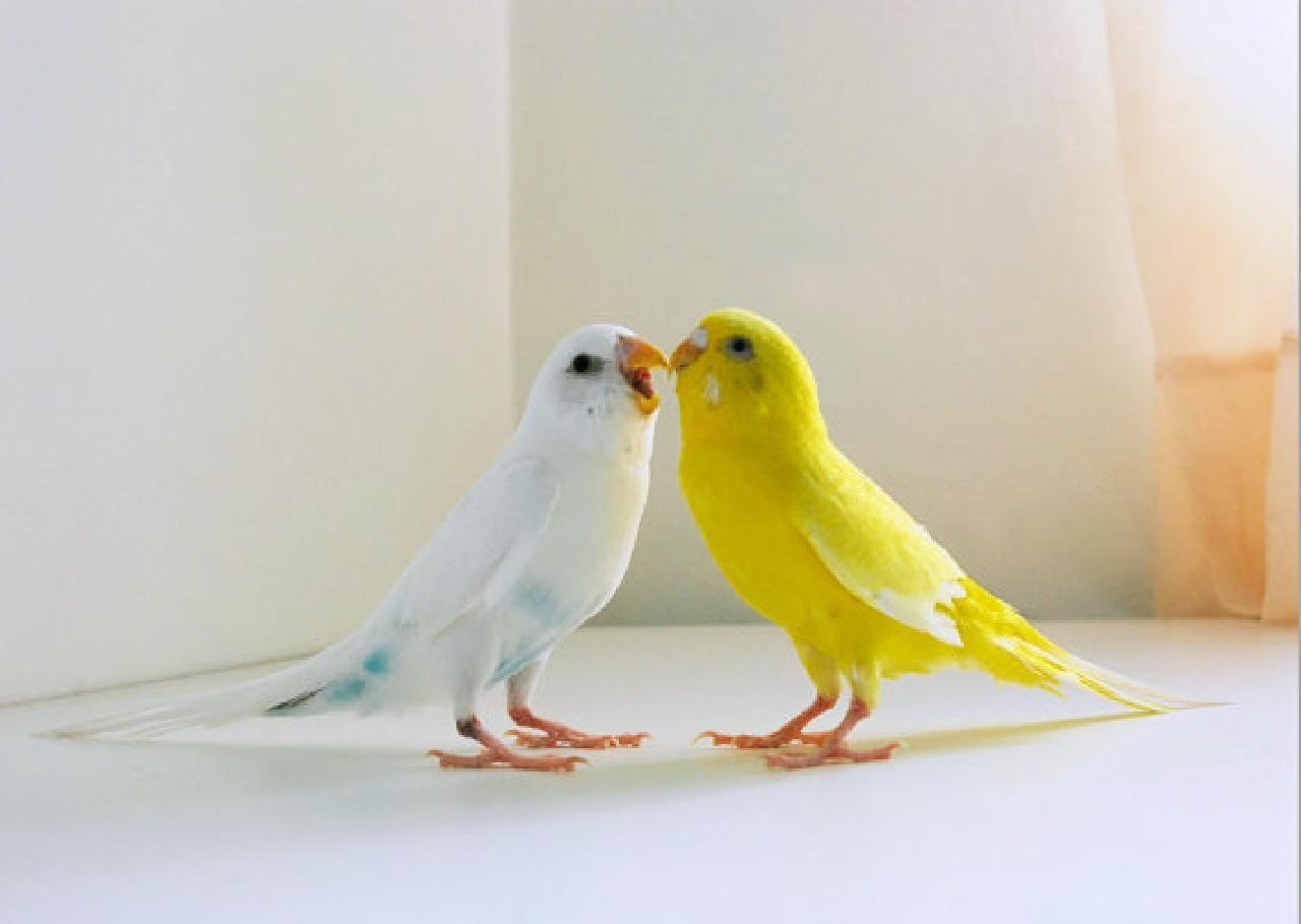 image of love birds and wallpaper