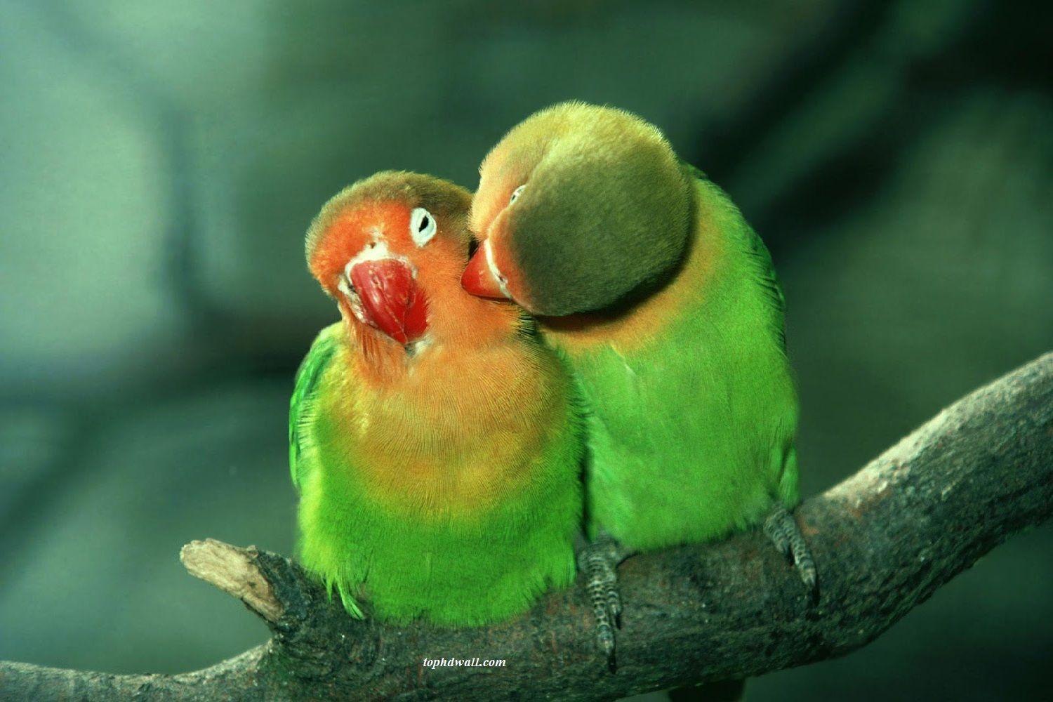 Cute Love Birds Wallpaper Cool HD. I HD Image