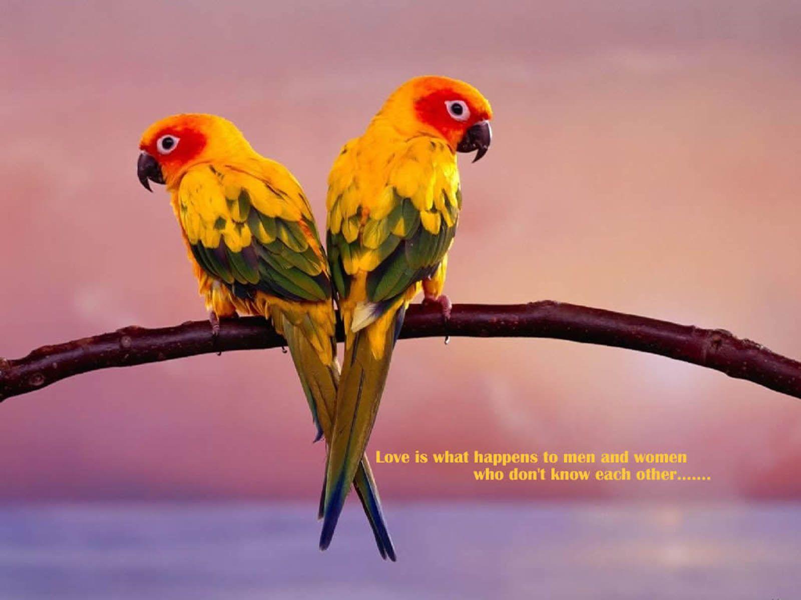 Amazing Cute love birds wallpaper Photo pics image picture 15
