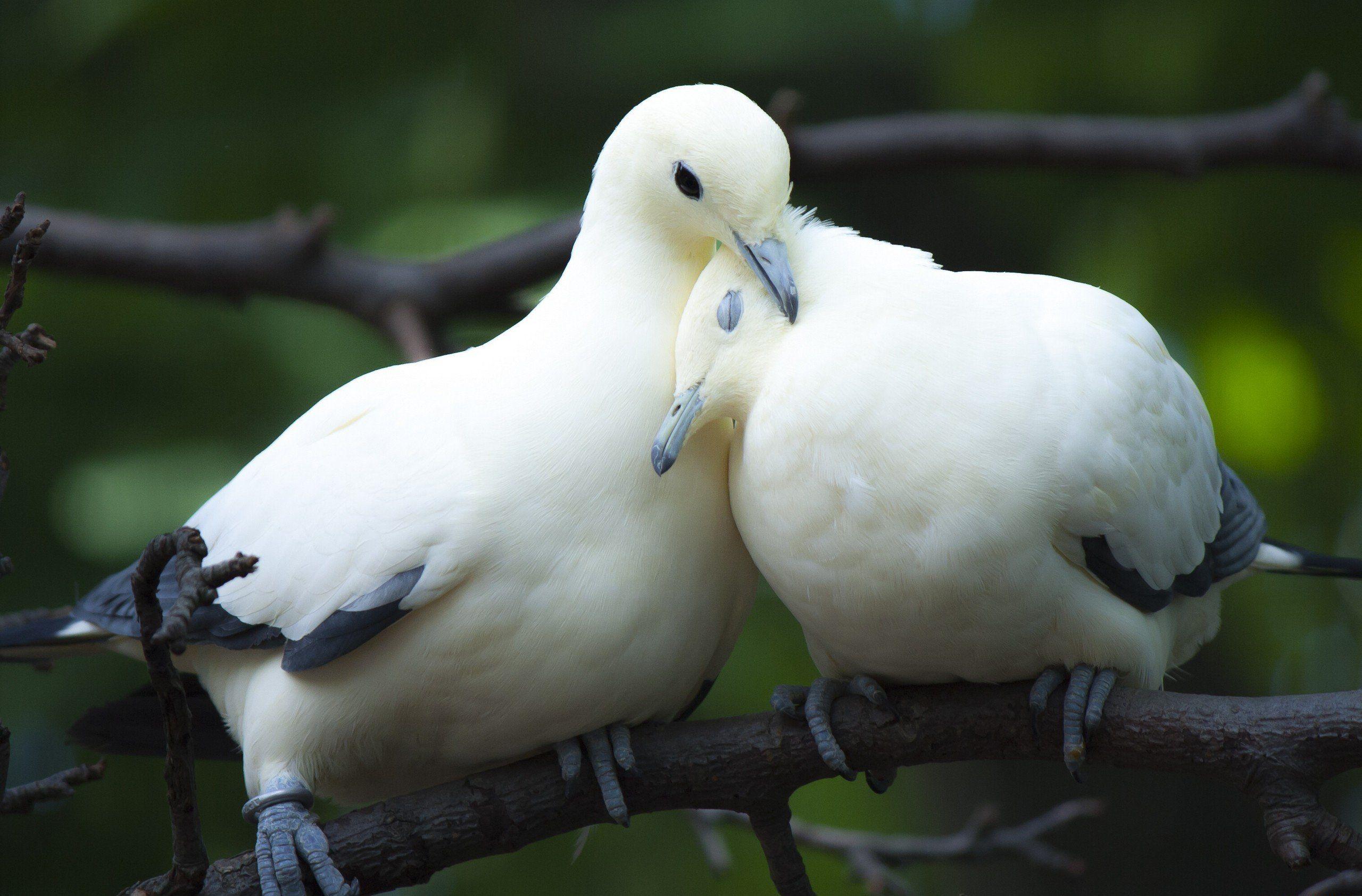 Wallpaper.wiki Animal Dove Love Bird Couple Cute Picture 2560x1685