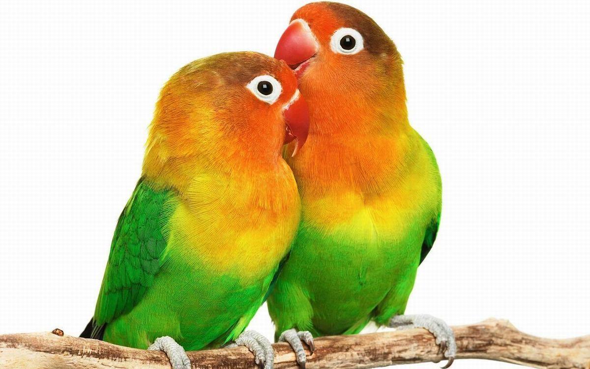 Cute Love Bird Colorful Parrot HD Wallpaper 900×596 Love Birds