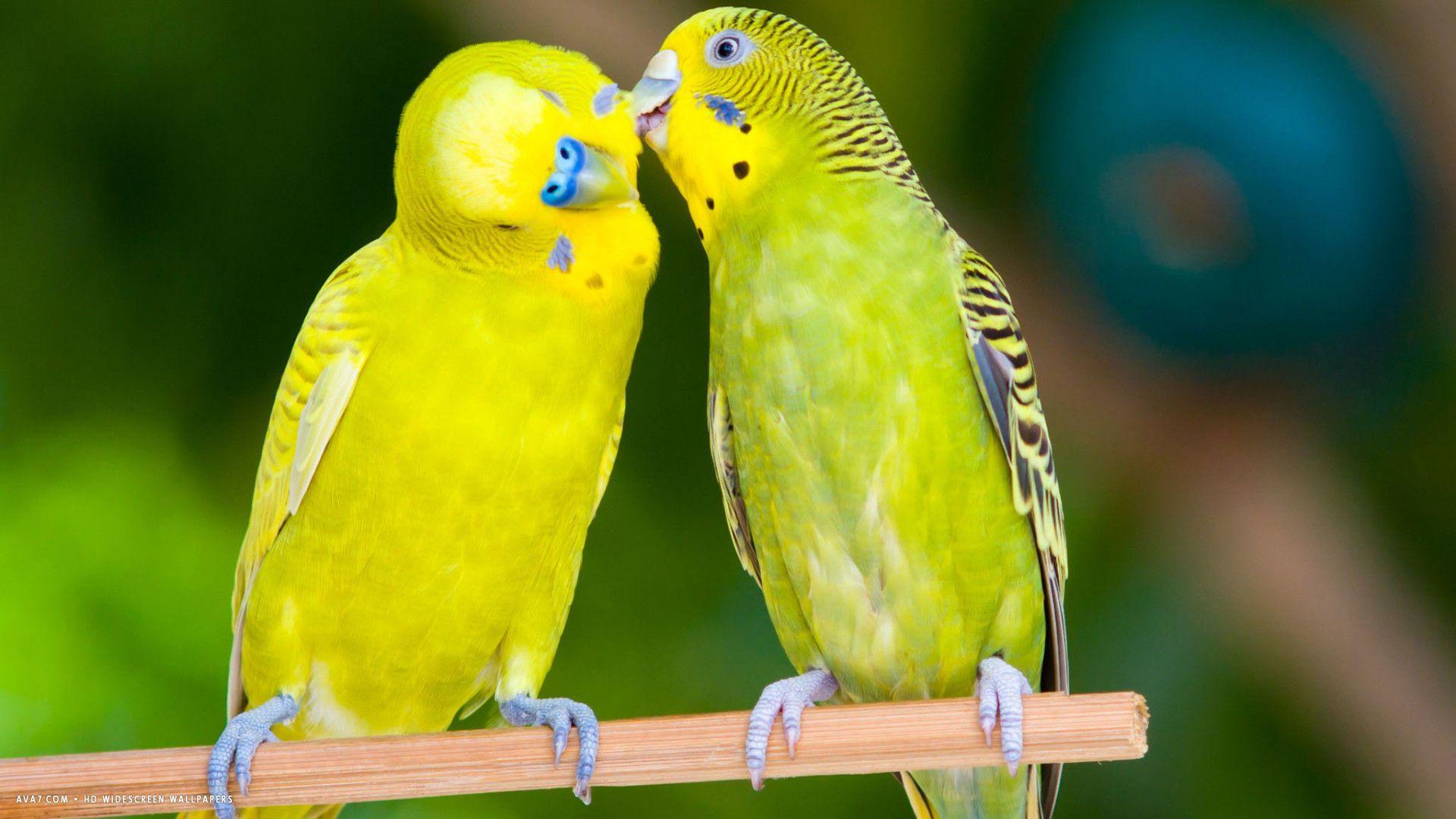 budgie two budgies love bird parrots HD widescreen wallpaper / birds