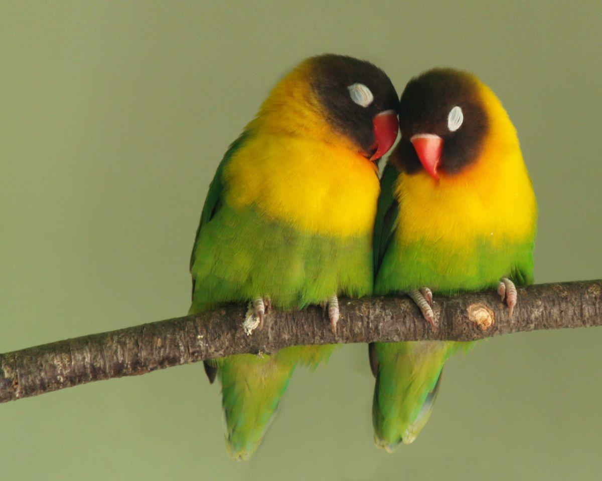Love Bird Colorful Parrot Kissing free Image Photo