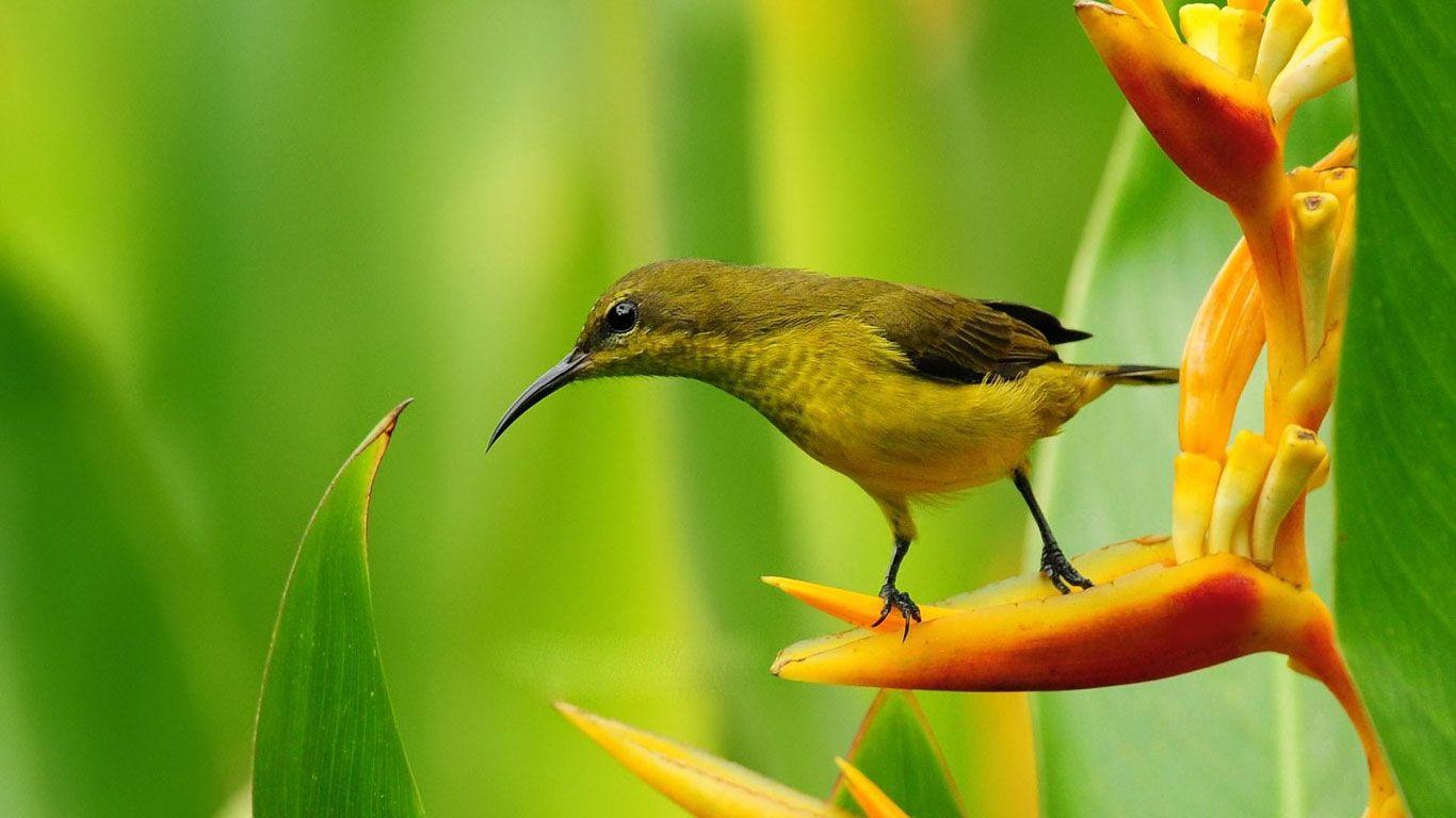High Quality Beautiful HD Wallpaper for Laptop Screen Background