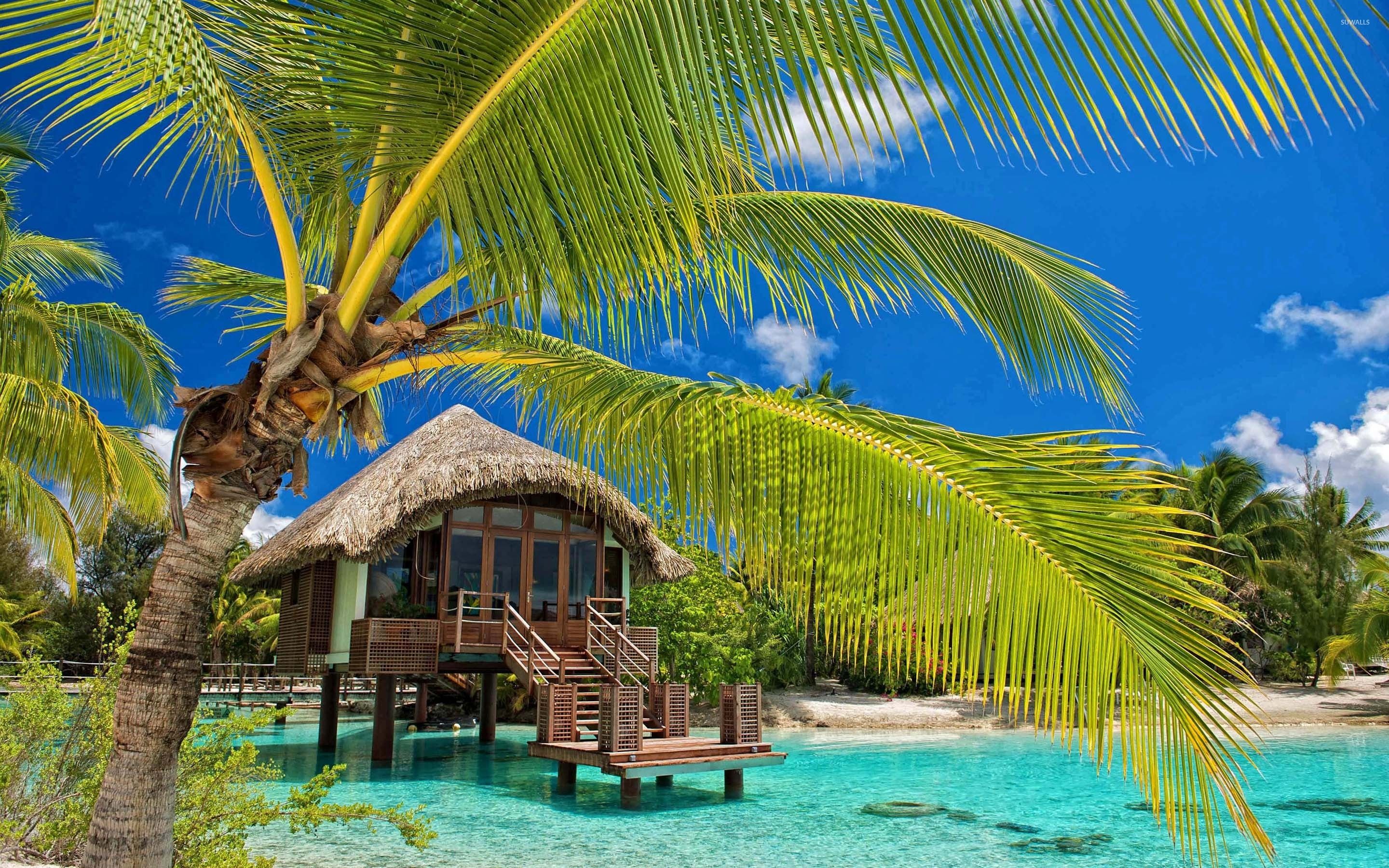 Hut in the water by the palm trees wallpaper wallpaper