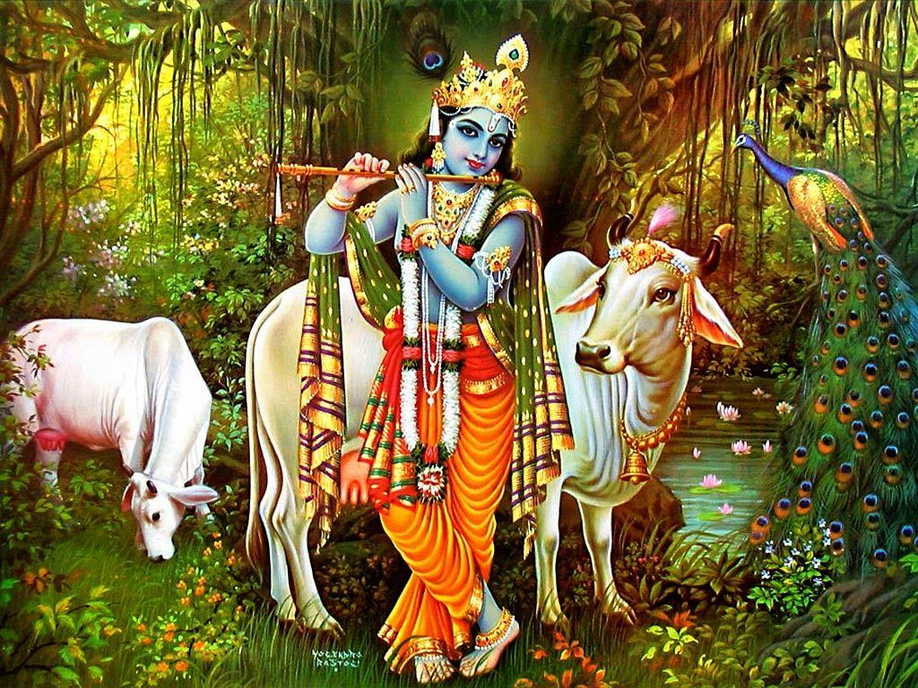 A60a7 Krishna Cow Wallpaper (1024×768). JAI SHRI KRISHNA