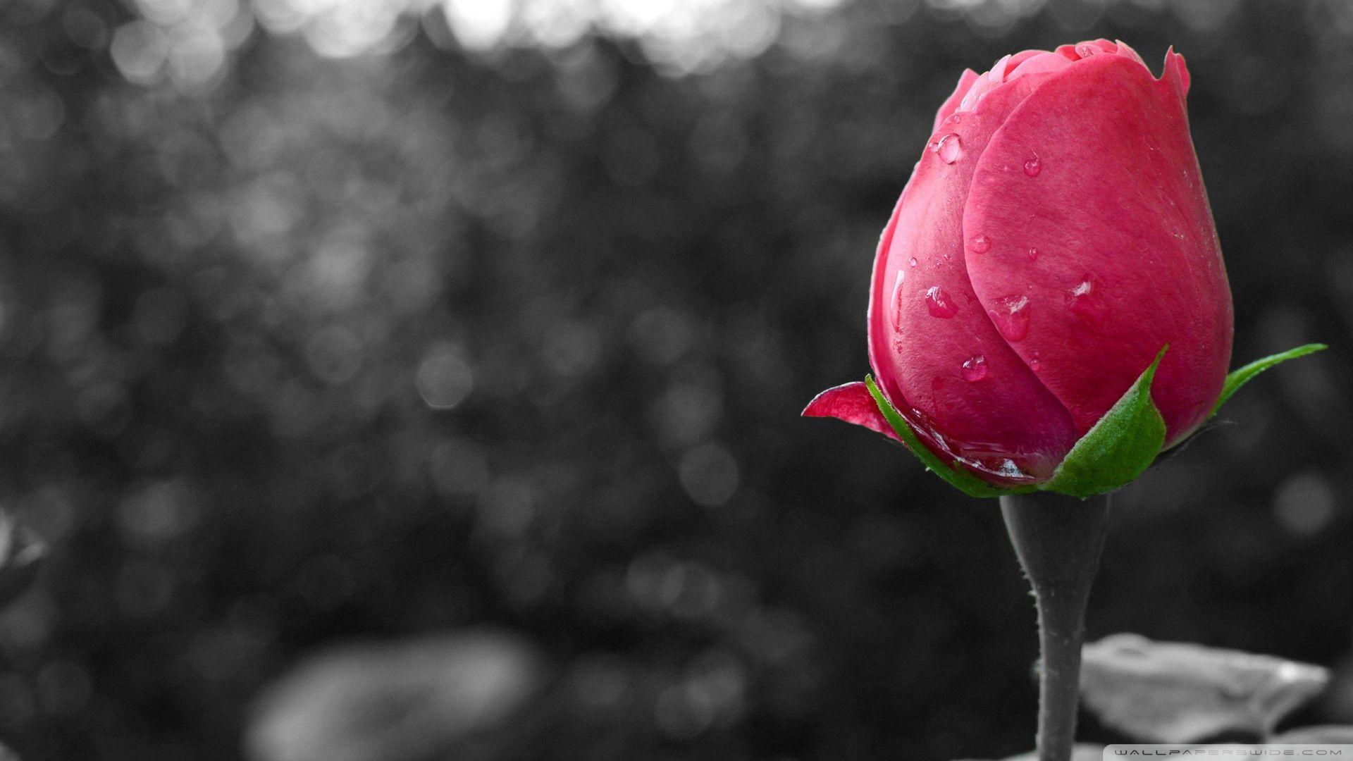 Flower Colour Splash ❤ 4K HD Desktop Wallpaper for 4K Ultra HD TV