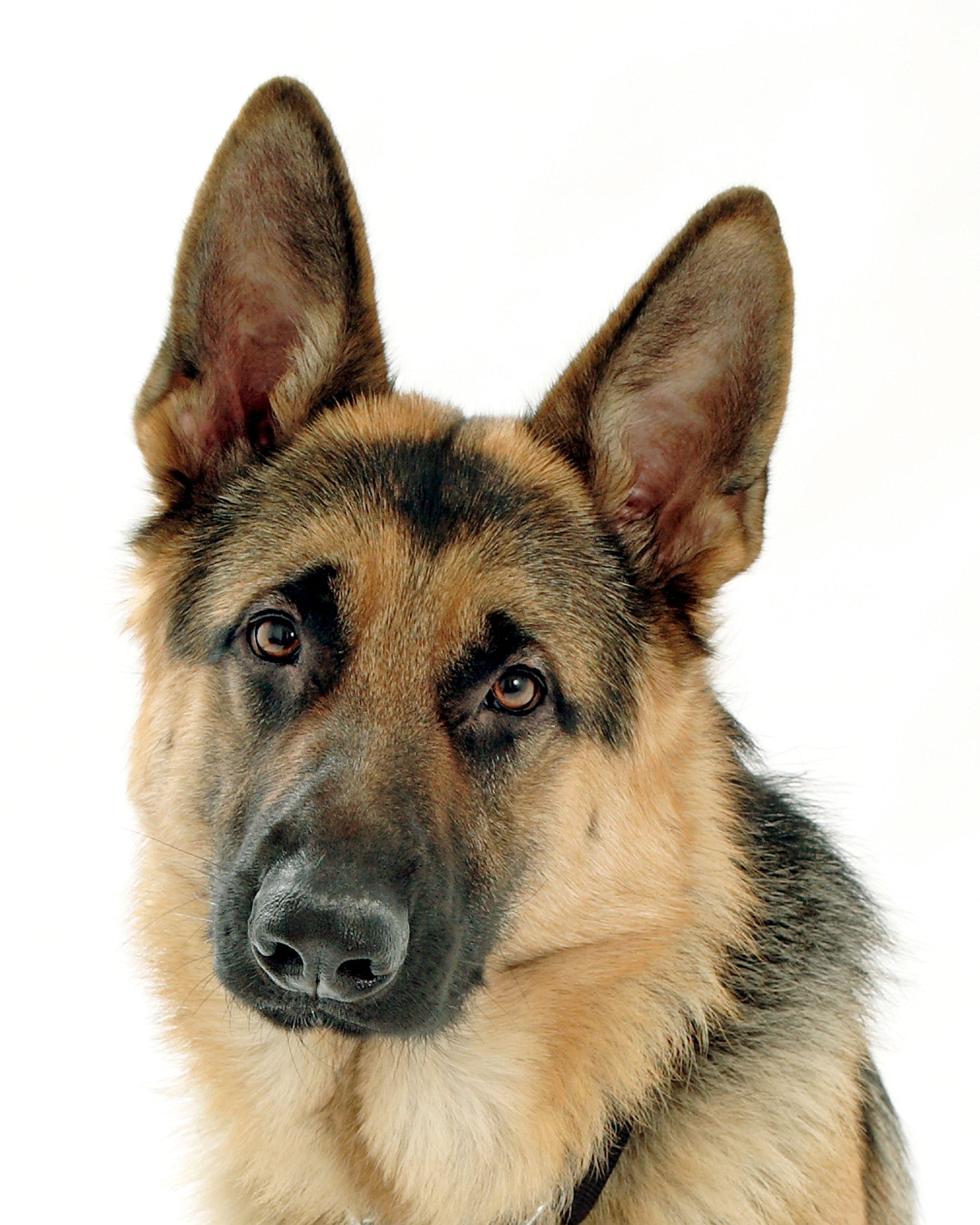 German Shepherd Wallpaper Dod closup