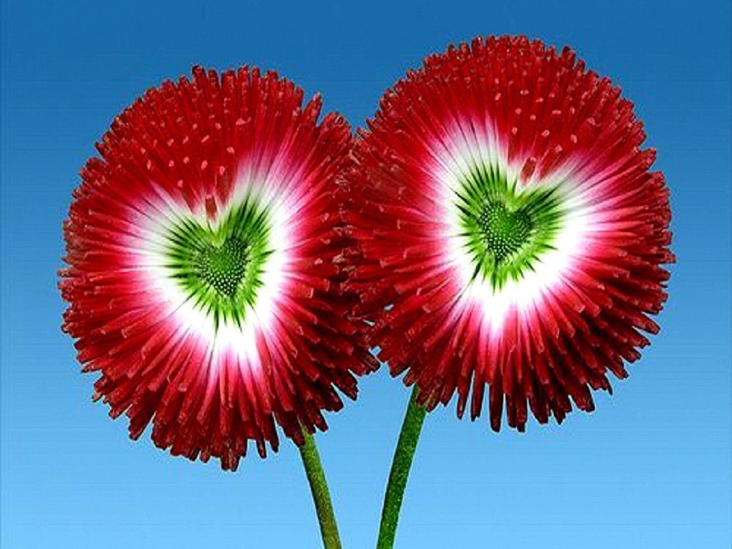 Flowers: Flowers Beautiful Heart Green Flower iPad Wallpaper for HD