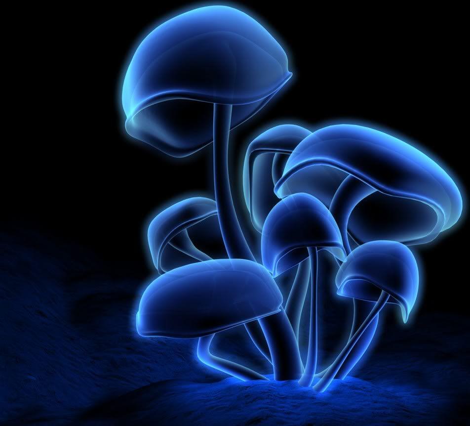 Cool Famous Blue Neon Mushroom Wallpaper Of Mushrooms Glowing Colors