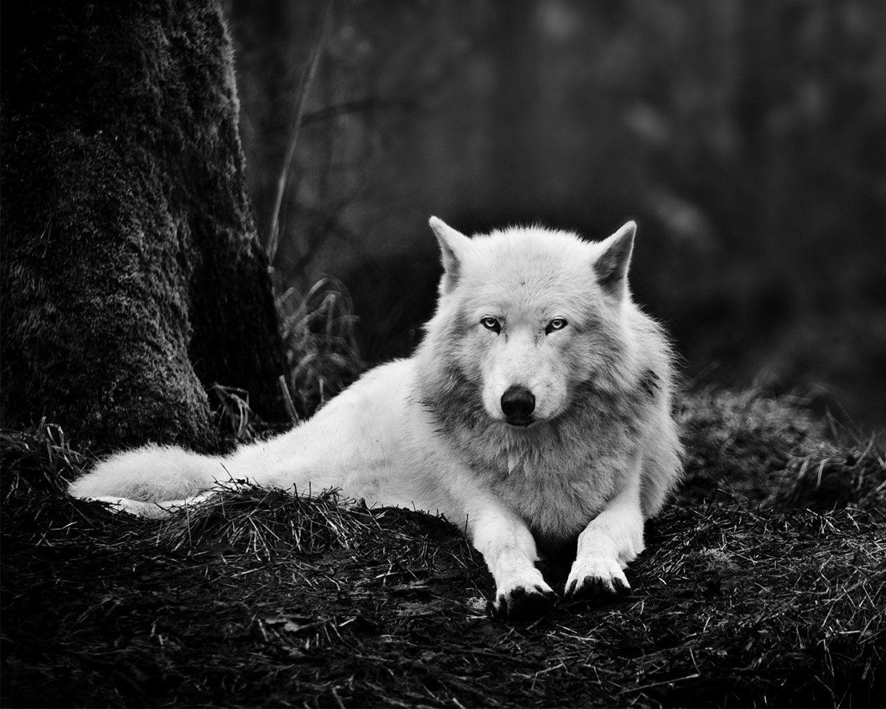 white wolf wallpaper in 1280x1024. ololoshenka. Wolf